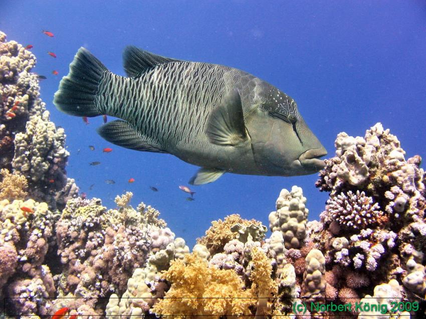 Tauchen mit Sinai Divers, Ras Ghamila (Sharm El Sheikh),Ägypten