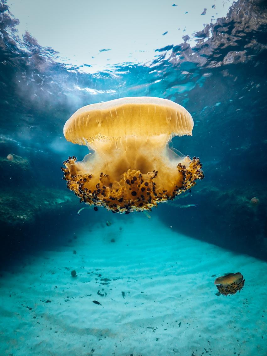 Knochenqualle, Utina Diving, Xlendi Bay, Gozo, Malta, Gozo