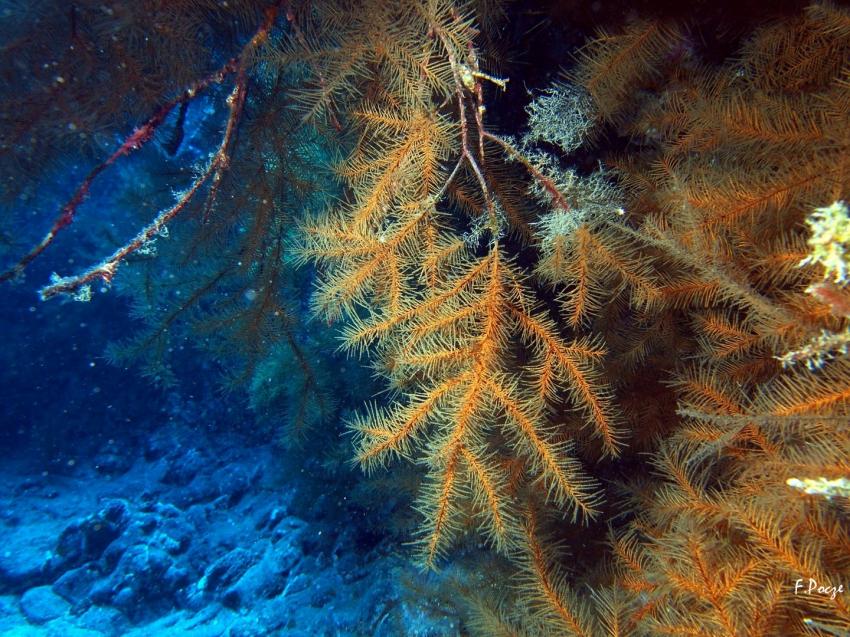 Teneriffa - Ecological Divers, Teneriffa,Spanien