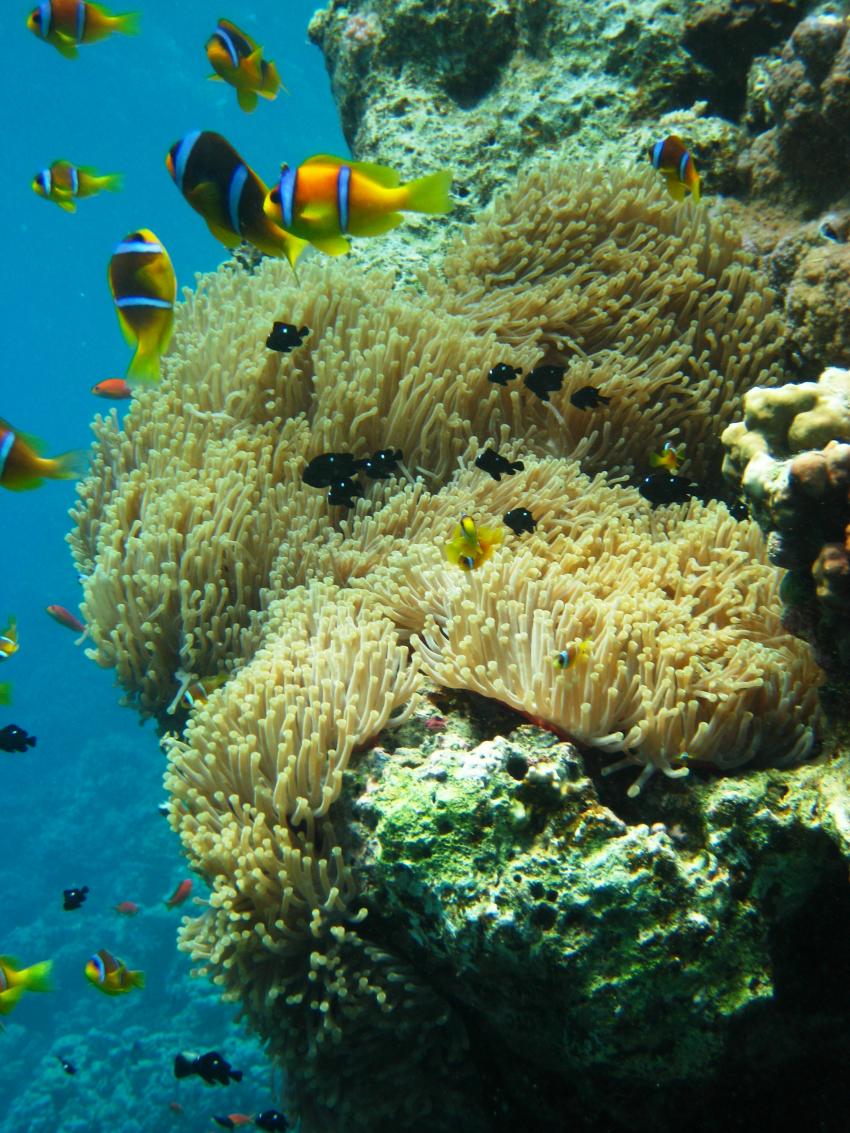 Nemo City am Panorama Reef