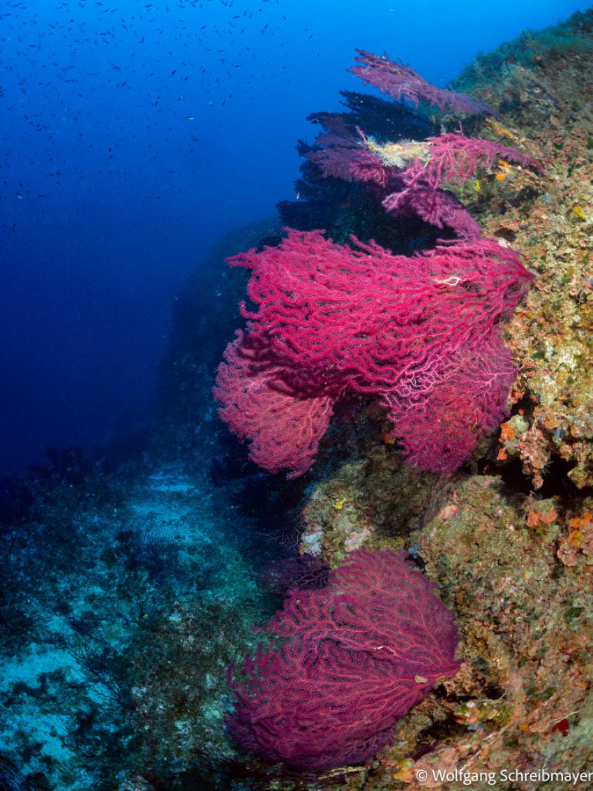Korallen, Punta Diving, Betina, Kroatien Korallen, Punta Diving, Betina, Kroatien