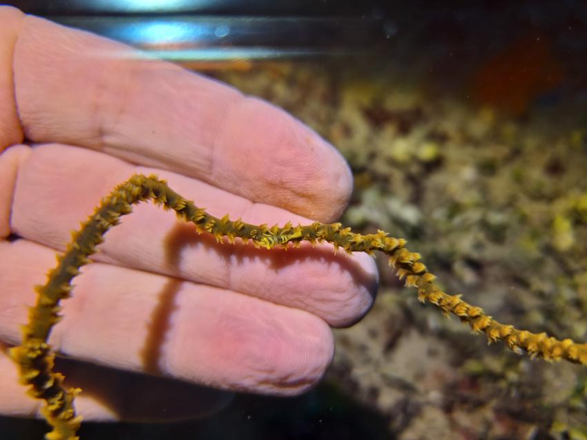 makro_mikatigny, DivePoint Rannalhi, Malediven