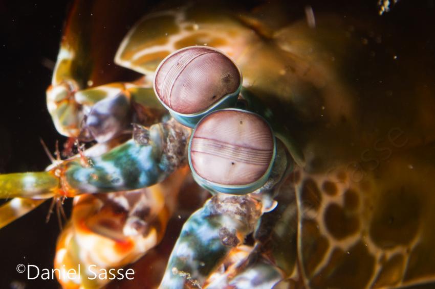Fangschreckenkrebs, Poseidon Dive Academy, Ao Nang, Thailand, Andamanensee