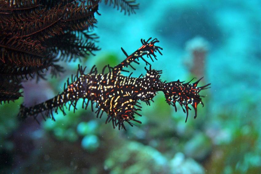 Pulau(= Insel) Sahaung (Bangka Archipel), Pulau Sahaung,Indonesien,Harlekin-Schmuck-Geisterpfeifenfisch (Solenostomus paradoxus)