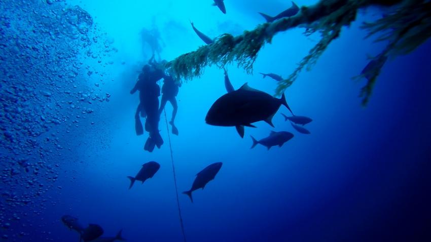 Wahoo Diving, Santa Maria, Azoren, Portugal, Azoren