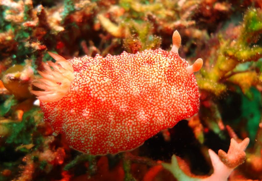 Bei den Cocktail Divers im Garden of Eden, Mindoro,Philippinen