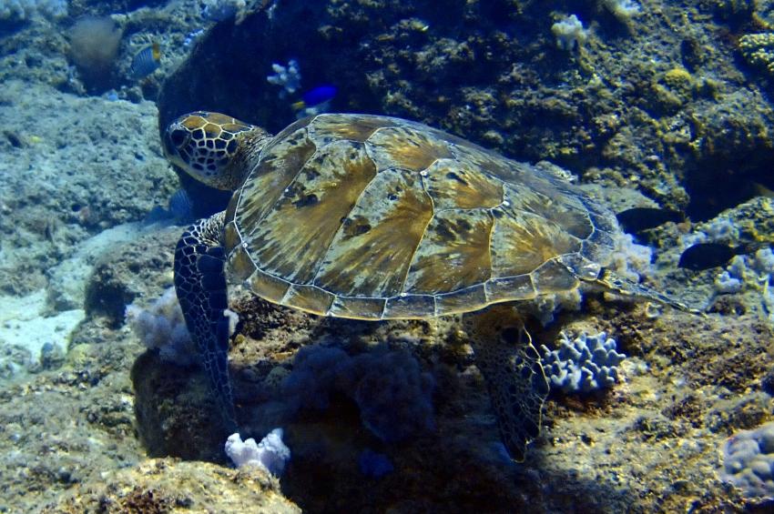 Turtle, Dive Tribe Ltd Mauritius, Mauritius