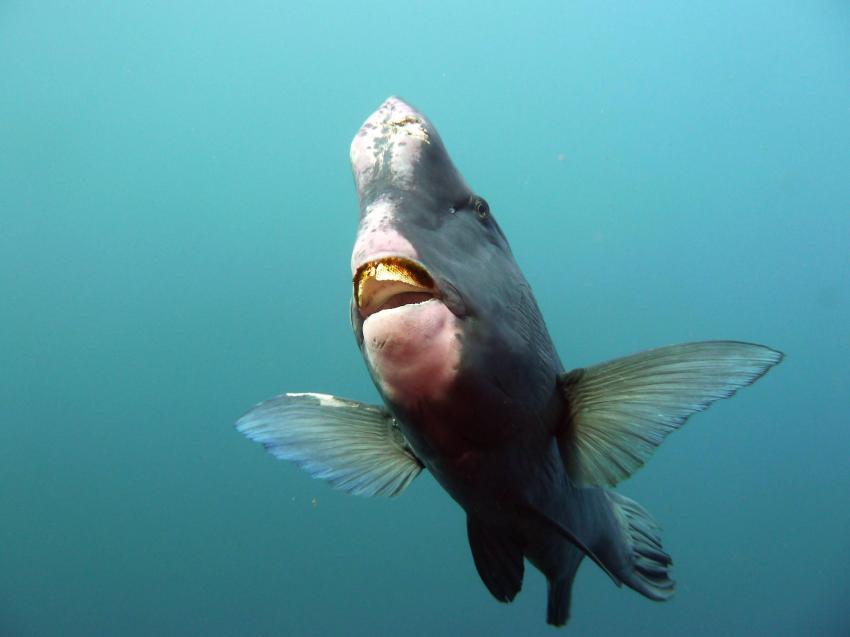Büffelkopfpapageienfisch zeigt Zahnleiste