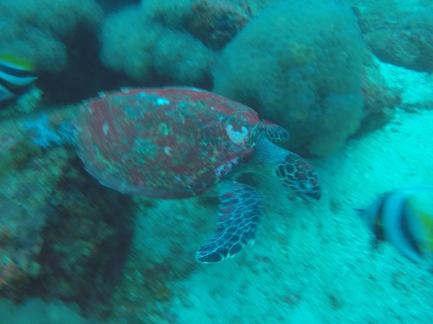Turtle, Koh Lanta Diving Center, Koh Lanta, Thailand, Andamanensee