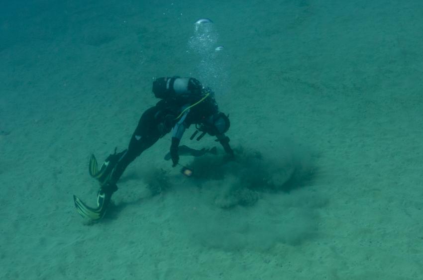 Marmorierter Zitterrochen: schnell weg!, Aquatis Diving Center Lanzarote, Spanien, Kanarische Inseln