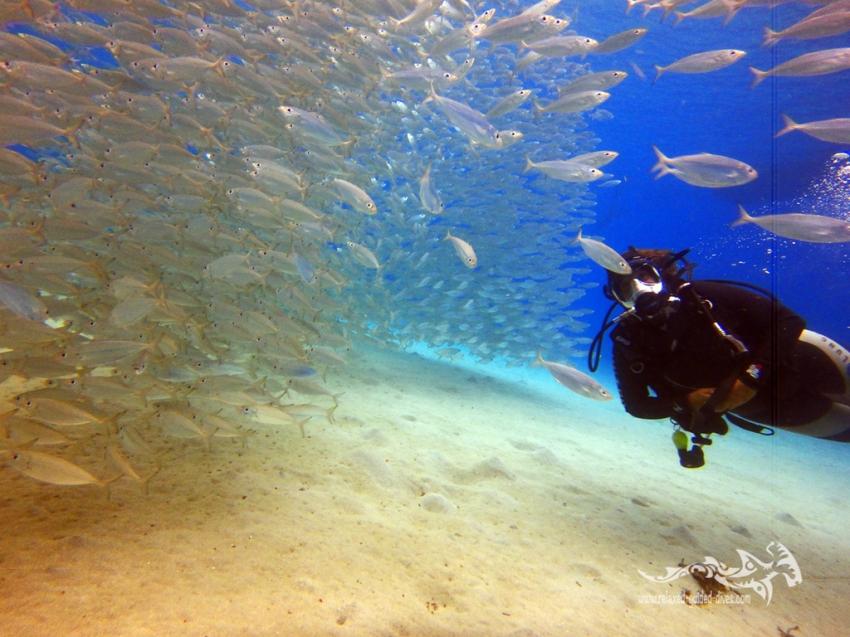 Relaxed Guided Dives, Niederländische Antillen, Curaçao