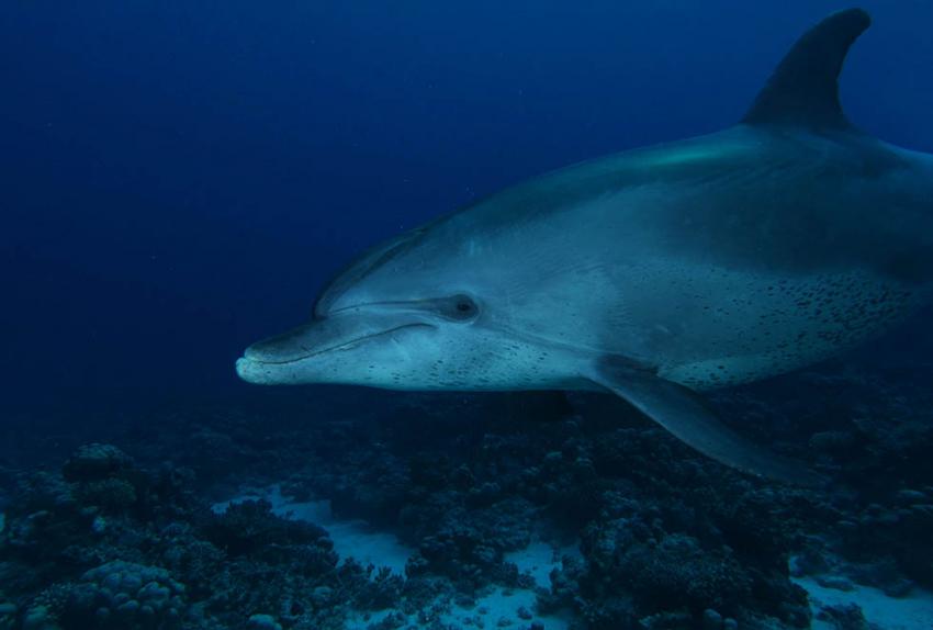 Ducks Diving Quesier at Rohanou Beach Resort, Ägypten, El Quseir bis Port Ghalib