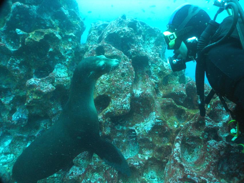 Galapagos, Galapagos Allgemein,Galapagos,Ecuador,Robbe,Seelöwe,Taucher