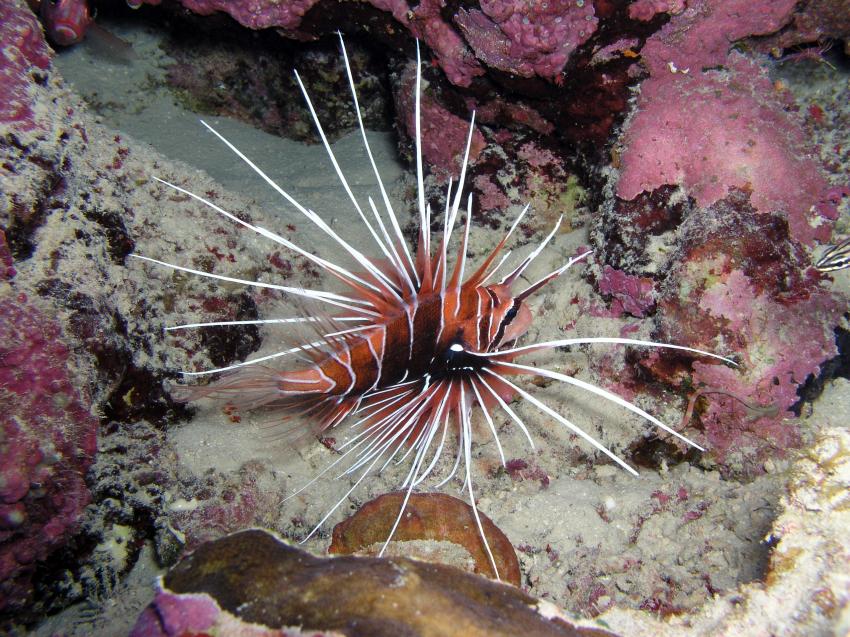 Brayka Bay, Brayka Bay,Ägypten