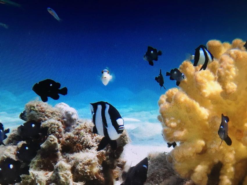 Scuba World Divers Sol Y Mar Reef Resta Resort_4, Tauchen Coraya Bay, Scuba World Divers, Sol Y Mar Reef Resta Resort, Port Ghalib, Ägypten, El Quseir bis Port Ghalib