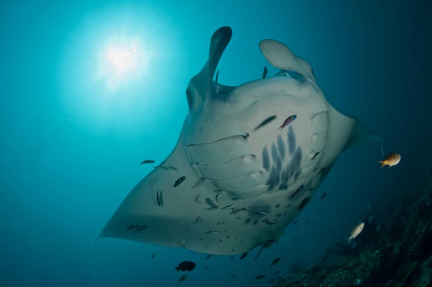 diving.DE Candidasa, Candi Beach, Bali, Indonesien, Bali