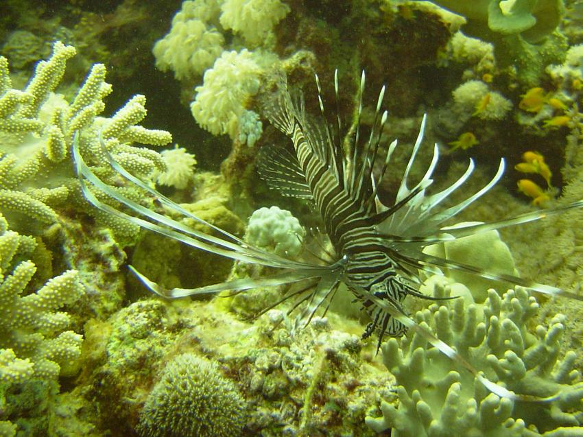 Safaga, Safaga - allgemein,Ägypten