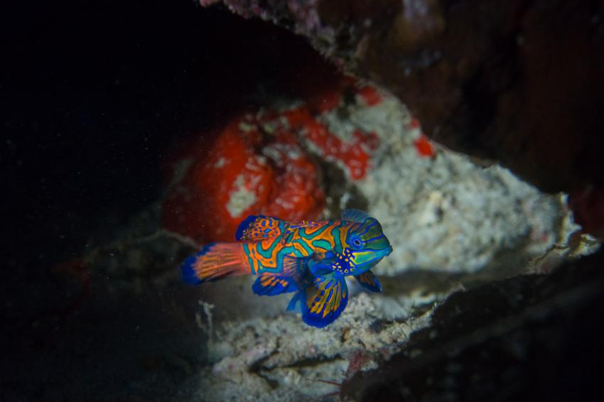 Mandarinfische - auf Wakatobi nur mit der Pelagian, Mandarinfisch, Pelagian, Indonesien