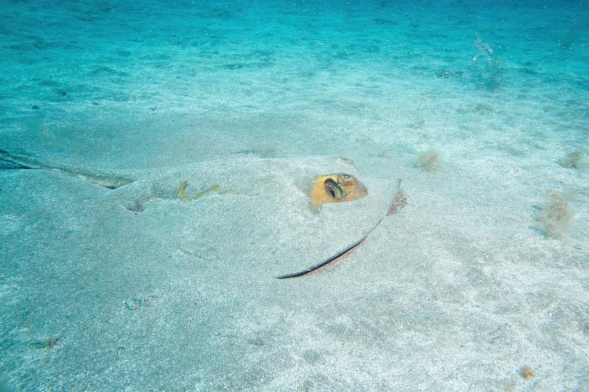 Stachelrochen, Zeus Dive Center, Playa del Ingles, Gran Canaria, Spanien, Kanaren (Kanarische Inseln)