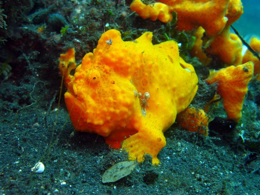 Lembeh mit Bastianos / Diverse 2, Lembeh Strait,Nord Sulawesi,Indonesien,Anglerfisch,Antennariidae,Frogfisch,orange