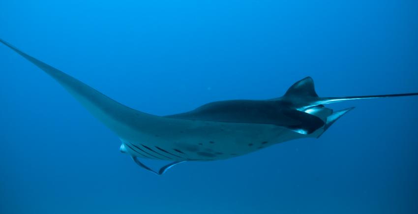 Komodo mit der SY Indo Siren, Orca Dive Club Labuan Bajo Flores,Allgemein,Indonesien
