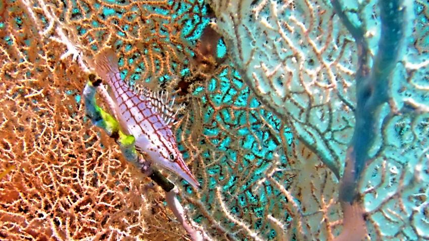 M/Y Independence II, Ägypten