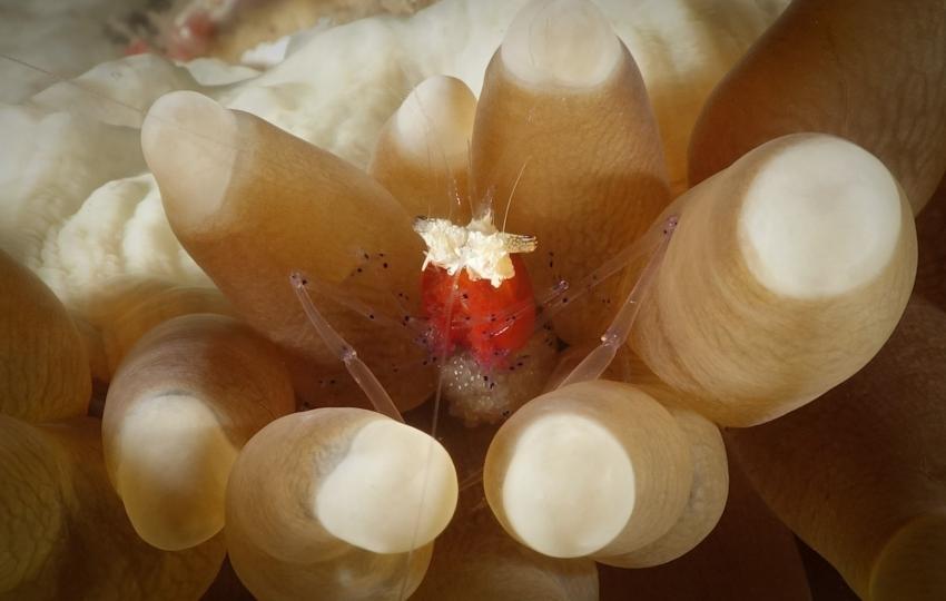 Mushroom Coral Shrimp, Tompotika Dive Lodge, Indonesien, Sulawesi