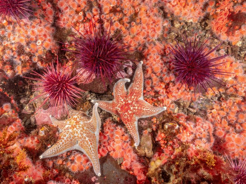 Oceanfix.ca Dive Centre, Kanada