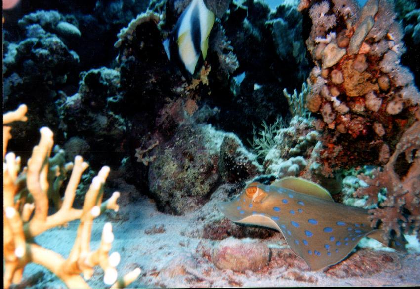 Safaga, Safaga - allgemein,Ägypten