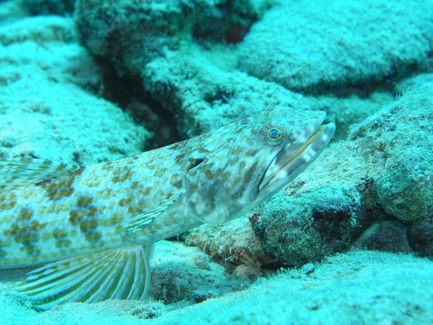 Bonaire, Bonaire,Niederländische Antillen,Eidechsenfisch