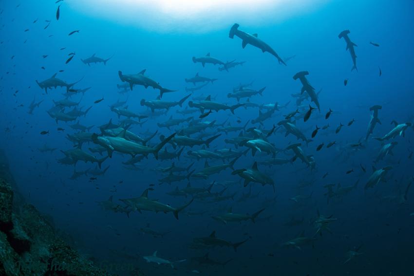 Hunderte von Hammerhaien in Darwin Arch, Galapagos