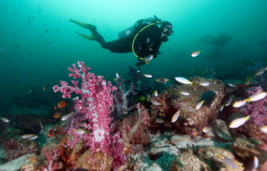 M/Y Saman Explorer - Extra Divers, Oman