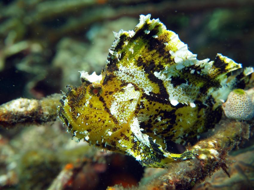 Bali allgemein, Bali,Indonesien,Schaukelfisch,Anglerfisch,grün