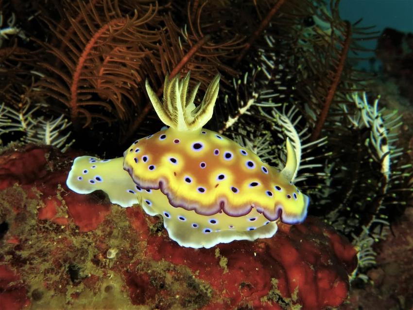 BADLADZ Beach and Dive Resort  - Puerto Galera, Philippinen