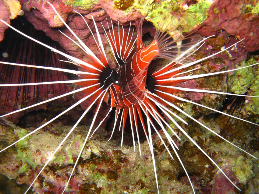 Shedwan Riff, Shedwan Reef,Hurghada,Ägypten,Strahlen-Feuerfisch,Skorpionsfische