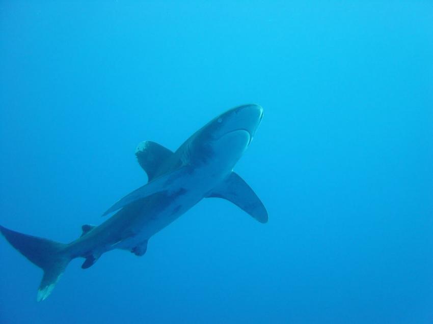 Carcharhinus Longimanus