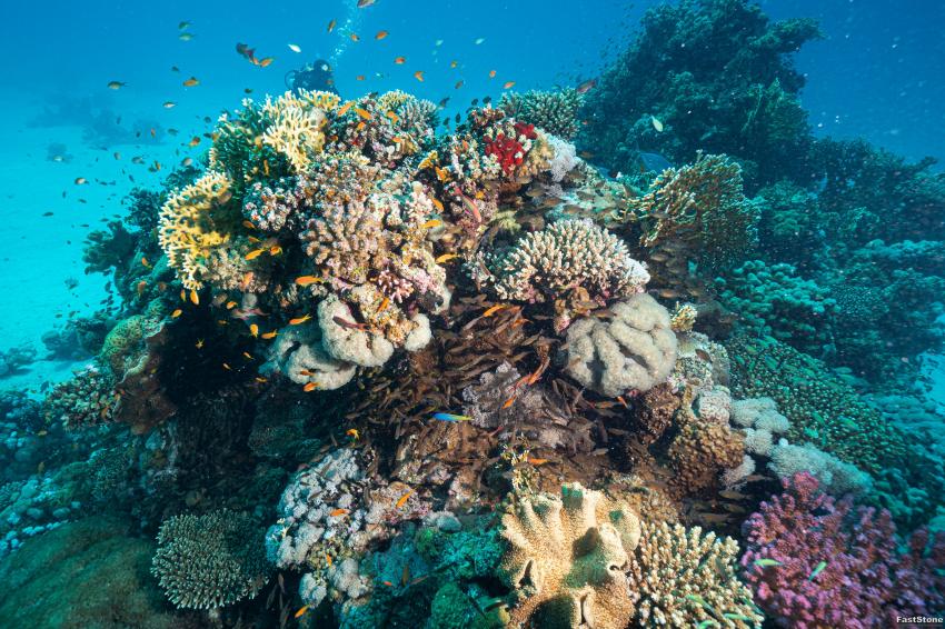 Korallenblock, ORCA Dive Club, Soma Bay, Ägypten, Safaga