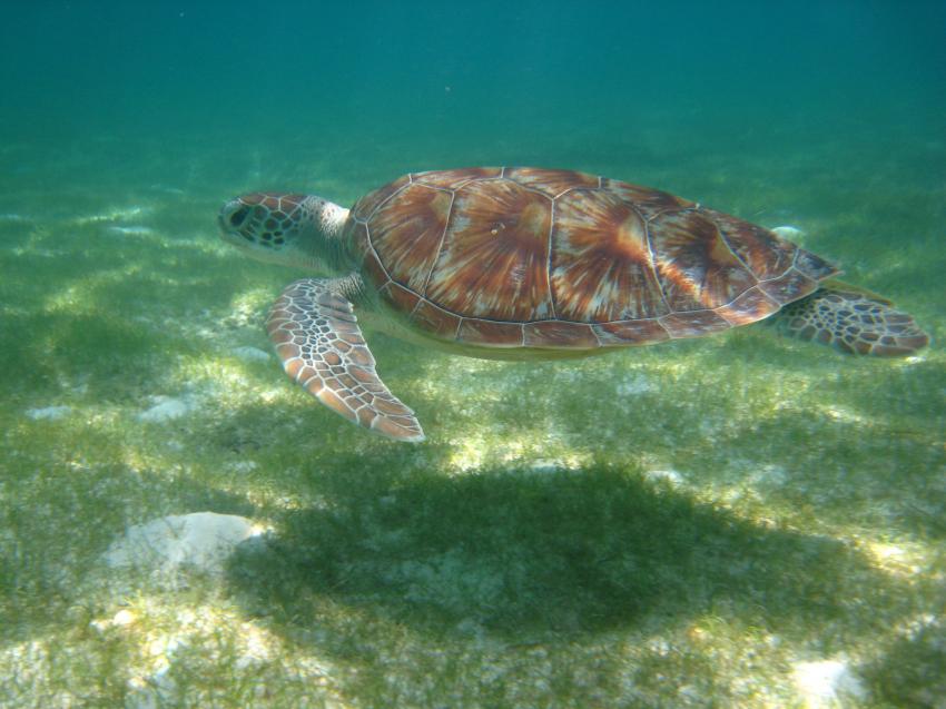 Kuredu - Lhaviyani Atoll, Kuredu,Malediven,Meeresschildkröten,Cheloniidae