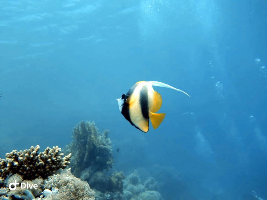 Wonderful Dive, Rohanou Resort, El Qusier, Ägypten, El Quseir bis Port Ghalib