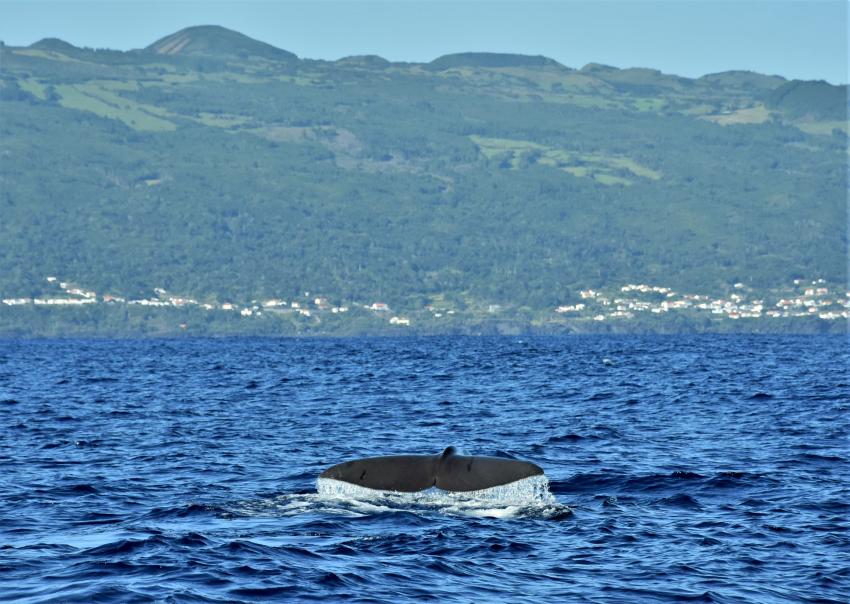 image by Markus Jimi Ivan - jimiivan.at, sperm whale (Physeter macrocephalus), Norberto Diver, Horta, Ilha do Faial, Azoren, Portugal, Azoren