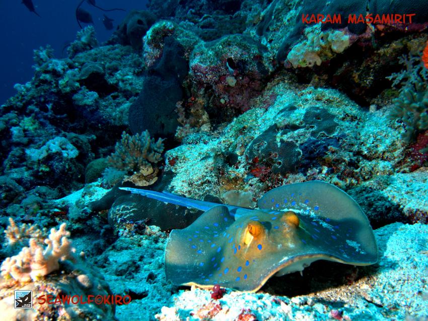 Karam Masamirit, Seawolf Diving safari Sudan Süden Dominator, Karam Masamirit, Südsudan, Sudan