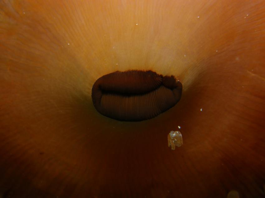 die bunte UW-Welt, Cabilao Island,Philippinen,anemone,makro