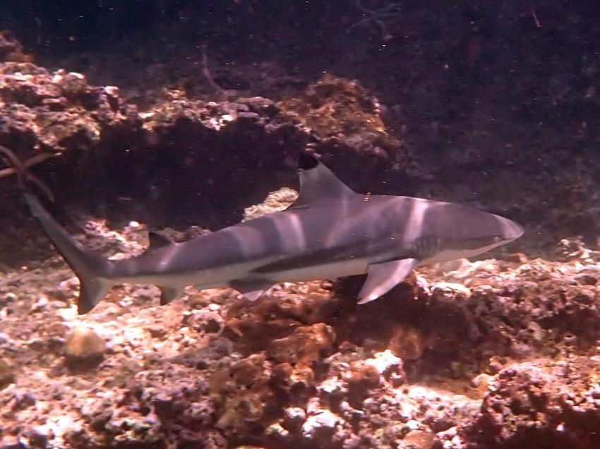 Thailand Divers, Thailand, Andamanensee