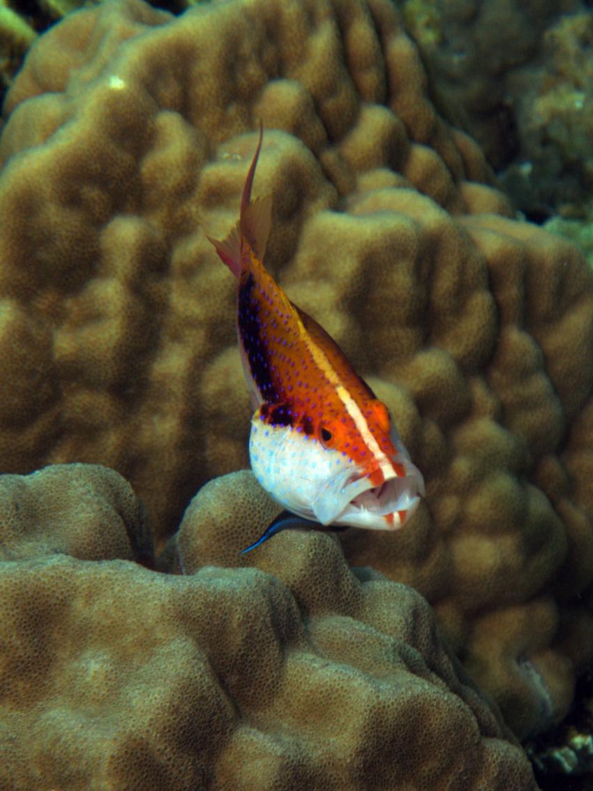 Hambillica, House Reef, Siquijor,Philippinen,Korallenwächter,Putzerfisch,säubern,Pflege