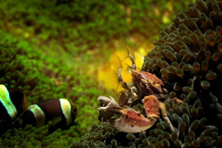 Porzellankrabbe, Celebes Divers Sulawesi - Onong Resort, Mapia Resort, Kuda Laut Boutique Dive Resort, Indonesien, Sulawesi