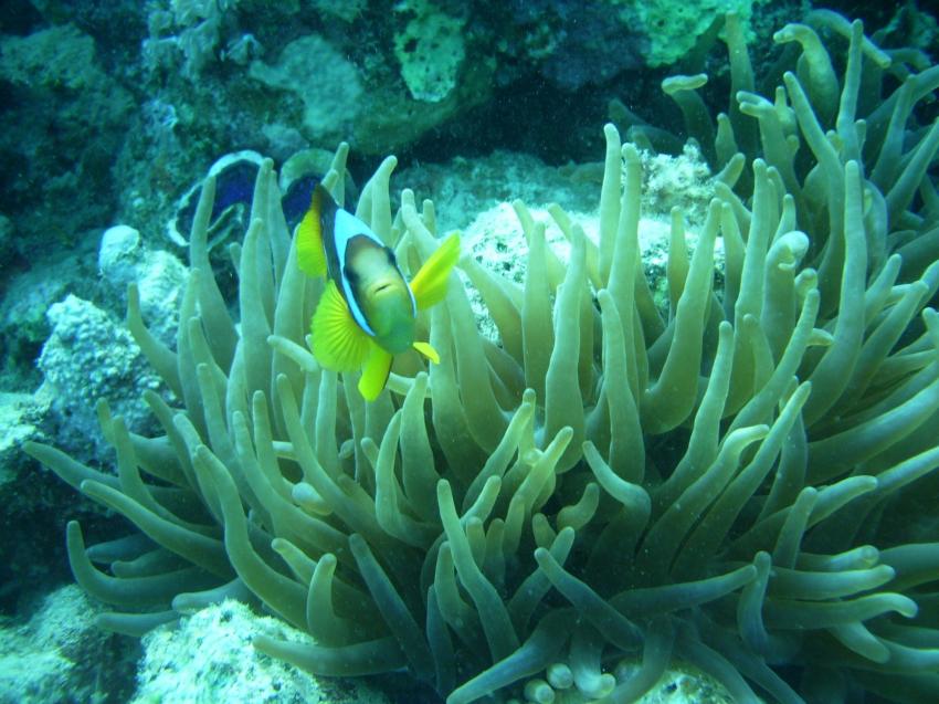 Nemofisch, Deep Ocean Blue Diving Center, Ägypten, El Quseir bis Port Ghalib