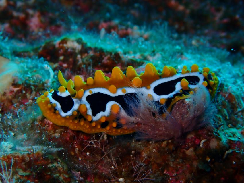 Atlantik Diving Center, Ägypten, El Quseir bis Port Ghalib