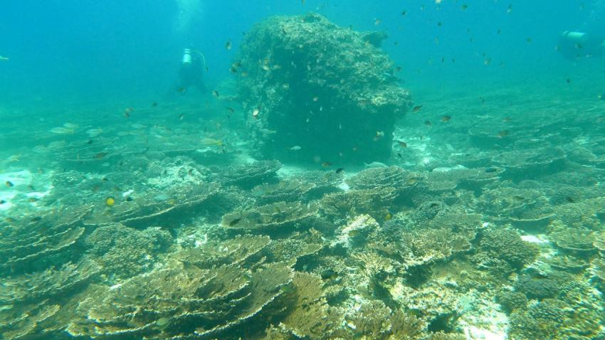 Sichtverhältnisse - bei unserem Besuch wohl überdurchschnittlich gut, Extra Divers - Qantab, Oman, Oman