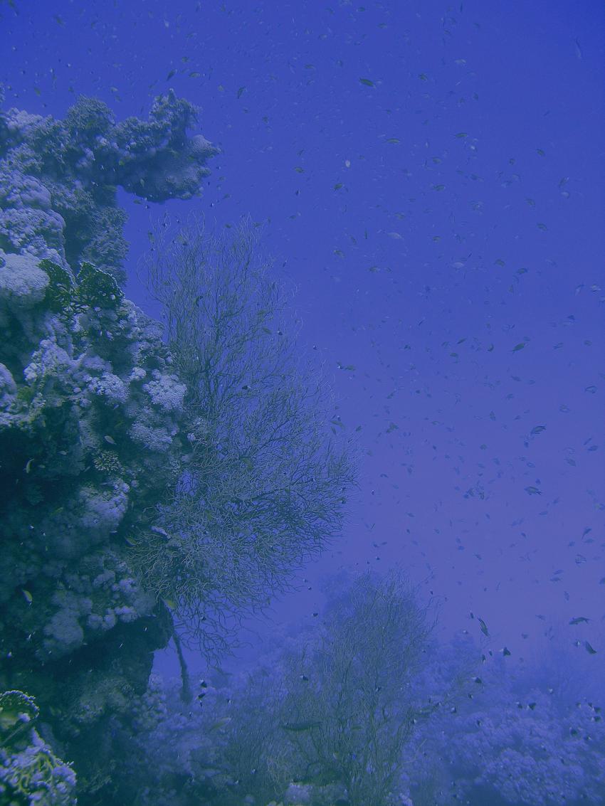 Brayka Bay, Brayka Bay,Ägypten