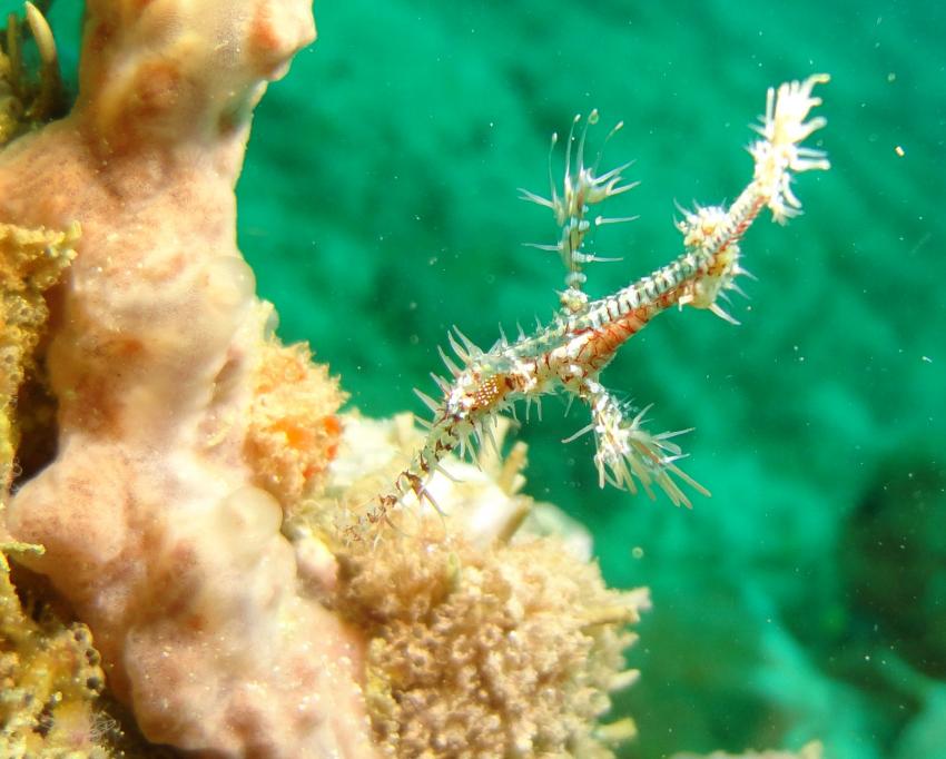 Bei den Cocktail Divers im Garden of Eden, Mindoro,Philippinen